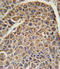 PBC antibody, LS-C167430, Lifespan Biosciences, Immunohistochemistry frozen image 