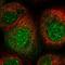X-linked retinitis pigmentosa GTPase regulator-interacting protein 1 antibody, NBP2-13249, Novus Biologicals, Immunocytochemistry image 