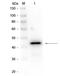 Alcohol dehydrogenase 1 antibody, orb344941, Biorbyt, Western Blot image 