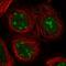 NUC antibody, HPA023981, Atlas Antibodies, Immunofluorescence image 