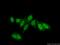 DNA Polymerase Epsilon 3, Accessory Subunit antibody, 15278-1-AP, Proteintech Group, Immunofluorescence image 