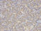 Protein S100-A12 antibody, A01478, Boster Biological Technology, Immunohistochemistry frozen image 