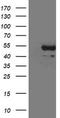 CD5 Molecule antibody, LS-C789518, Lifespan Biosciences, Western Blot image 