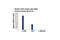 STAT3 antibody, 4904S, Cell Signaling Technology, Chromatin Immunoprecipitation image 