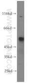 Probable threonine protease PRSS50 antibody, 12574-1-AP, Proteintech Group, Western Blot image 