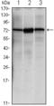 Heat Shock Protein Family A (Hsp70) Member 5 antibody, AM06426SU-N, Origene, Western Blot image 