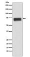 HPX antibody, M02237, Boster Biological Technology, Western Blot image 