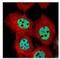 Dual Specificity Phosphatase 16 antibody, NBP1-33747, Novus Biologicals, Immunofluorescence image 