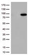 DNA repair protein XRCC1 antibody, TA500889S, Origene, Western Blot image 