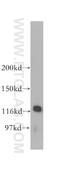 Retinoblastoma-like protein 1 antibody, 13354-1-AP, Proteintech Group, Western Blot image 