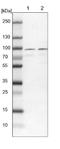 RUN And FYVE Domain Containing 1 antibody, NBP1-83606, Novus Biologicals, Western Blot image 
