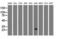 GTP-binding protein Rit2 antibody, LS-C115625, Lifespan Biosciences, Western Blot image 