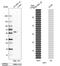 Lymphoid Enhancer Binding Factor 1 antibody, HPA002087, Atlas Antibodies, Western Blot image 
