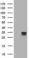 Tonin antibody, M03879, Boster Biological Technology, Western Blot image 