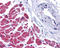 Caspase-12 antibody, ADI-AAP-122-E, Enzo Life Sciences, Immunohistochemistry paraffin image 