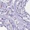 Rho Guanine Nucleotide Exchange Factor 35 antibody, NBP2-46718, Novus Biologicals, Immunohistochemistry frozen image 