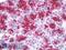 Sialyl Lewis a antibody, LS-B8553, Lifespan Biosciences, Immunohistochemistry frozen image 
