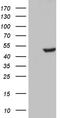 CUGBP Elav-like family member 6 antibody, TA811937S, Origene, Western Blot image 