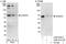 ADP Ribosylation Factor GTPase Activating Protein 2 antibody, A302-031A, Bethyl Labs, Immunoprecipitation image 