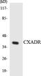 CXADR Ig-Like Cell Adhesion Molecule antibody, LS-C291839, Lifespan Biosciences, Western Blot image 