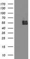 Branched Chain Amino Acid Transaminase 1 antibody, CF504360, Origene, Western Blot image 