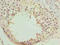 Nicolin 1 antibody, orb36929, Biorbyt, Immunohistochemistry paraffin image 