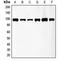 Fibroblast Growth Factor Receptor 3 antibody, orb213929, Biorbyt, Western Blot image 