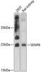SUMO Peptidase Family Member, NEDD8 Specific antibody, 14-613, ProSci, Western Blot image 