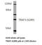 CRAF1 antibody, LS-C177531, Lifespan Biosciences, Western Blot image 