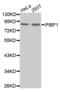 Progesterone-induced-blocking factor 1 antibody, abx002214, Abbexa, Western Blot image 