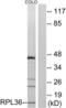 Ribosomal Protein L36 antibody, LS-C119667, Lifespan Biosciences, Western Blot image 