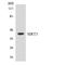 Sirtuin 3 antibody, LS-C200672, Lifespan Biosciences, Western Blot image 