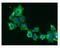 Epoxide Hydrolase 1 antibody, NBP1-30163, Novus Biologicals, Immunofluorescence image 