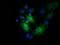 Elf1 antibody, LS-C115430, Lifespan Biosciences, Immunofluorescence image 