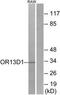 Olfactory Receptor Family 13 Subfamily D Member 1 antibody, TA316329, Origene, Western Blot image 