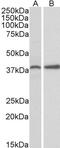 Caveolae Associated Protein 3 antibody, PA5-19187, Invitrogen Antibodies, Western Blot image 