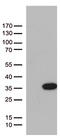 BCL2 Like 11 antibody, CF812441, Origene, Western Blot image 