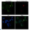Aurora Kinase A antibody, LS-C812884, Lifespan Biosciences, Immunofluorescence image 