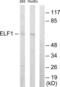 Elf1 antibody, LS-C118860, Lifespan Biosciences, Western Blot image 