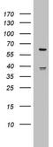 HMG-Box Containing 4 antibody, MA5-26512, Invitrogen Antibodies, Western Blot image 