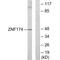 Zinc Finger Protein 174 antibody, A13957, Boster Biological Technology, Western Blot image 
