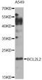 Bcl-2-like protein 2 antibody, MBS127215, MyBioSource, Western Blot image 