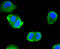 ATP Citrate Lyase antibody, 13-913, ProSci, Immunofluorescence image 