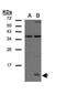 C-C Motif Chemokine Ligand 14 antibody, PA5-28819, Invitrogen Antibodies, Western Blot image 