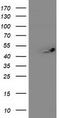 Integrin Alpha FG-GAP Repeat Containing 2 antibody, CF503044, Origene, Western Blot image 