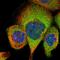 Tubulin Folding Cofactor C antibody, HPA035073, Atlas Antibodies, Immunocytochemistry image 