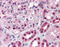 Paired Box 7 antibody, 51-495, ProSci, Immunohistochemistry paraffin image 