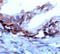 Prostate Stem Cell Antigen antibody, ADI-905-534-1, Enzo Life Sciences, Immunohistochemistry paraffin image 