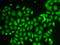 Aldo-Keto Reductase Family 1 Member A1 antibody, LS-C331236, Lifespan Biosciences, Immunofluorescence image 
