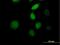 Morf4 Family Associated Protein 1 antibody, H00010934-B01P, Novus Biologicals, Immunocytochemistry image 